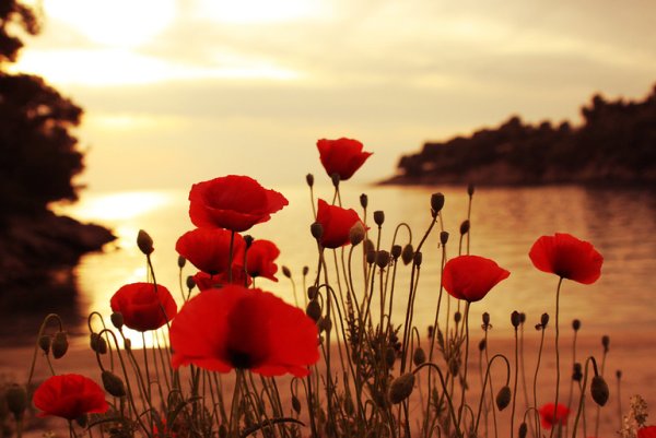 Маковое поле озеро