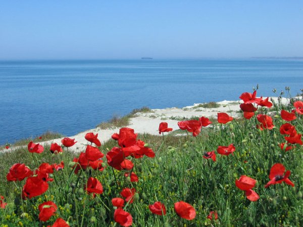 Маки и море