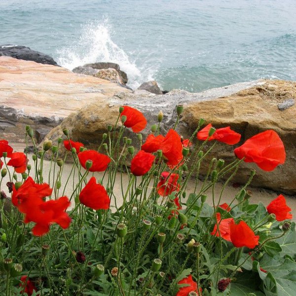 Маки в горах