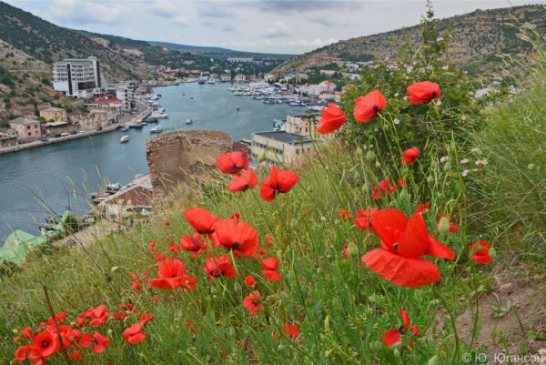 Генуэзская крепость Балаклава маки