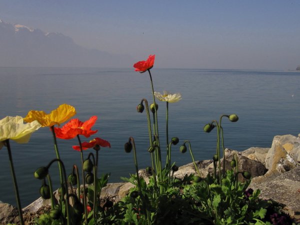 Цветы у озера