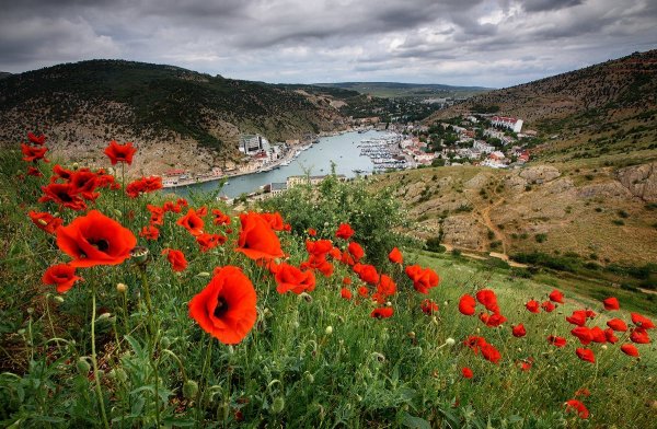 Маковые поля мыс Фиолент