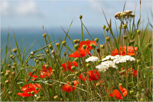 Природа с триколором небо море маки