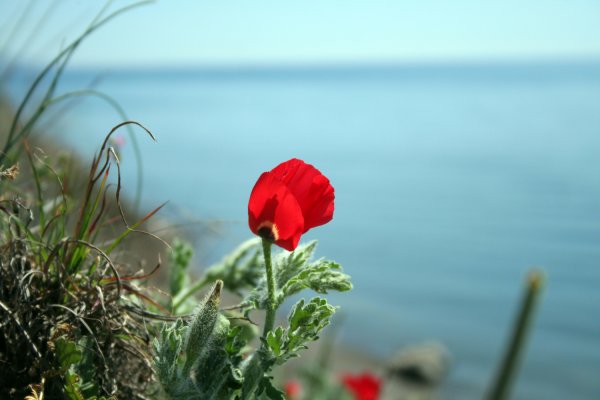 Маки Скосана ЮАР