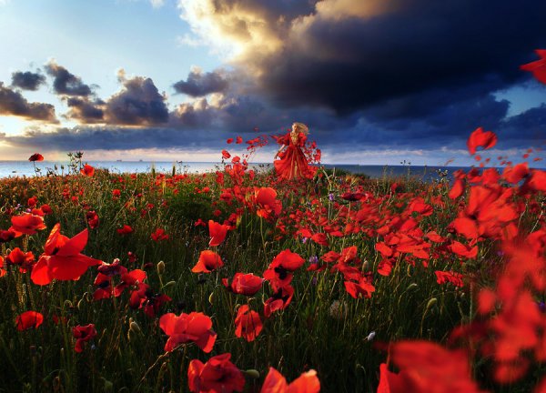 Маки на фоне моря