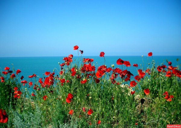 Маки Иссык куля