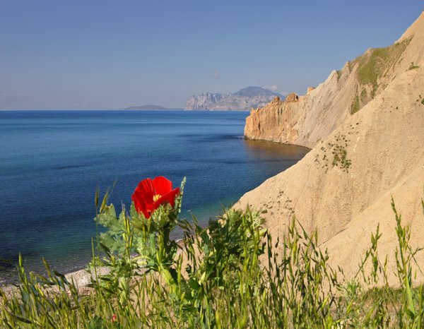 Крым Коктебель маки и море