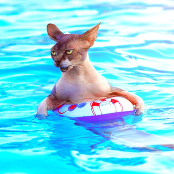 Кошка в бассейне