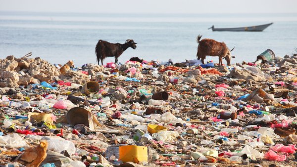 Самый грязный животный в мире