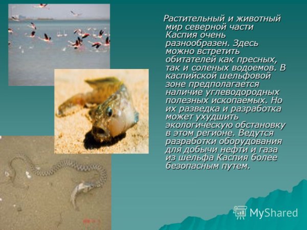 Животный и растительный мир Каспия