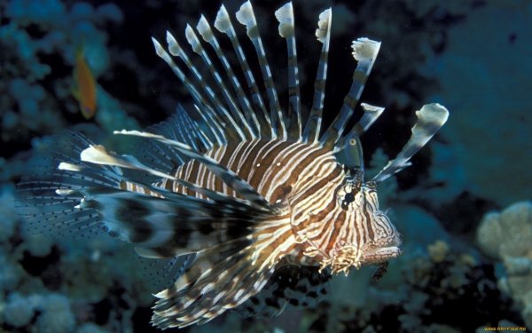 Ядовитые рыбы красного моря крылатка