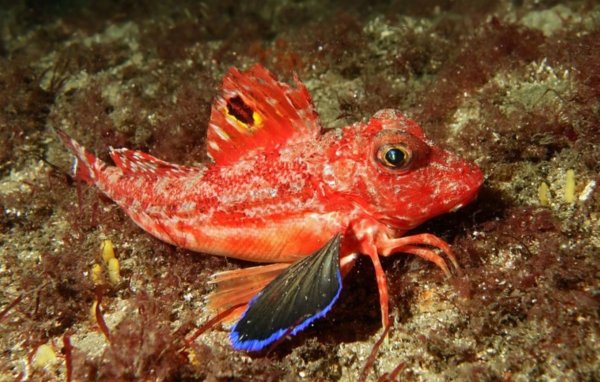 Тригла Черноморская