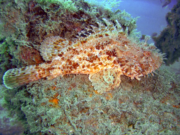 Морская скорпена