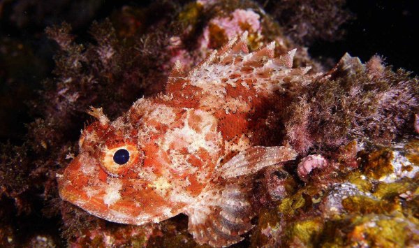 Черноморская скорпена-ёрш