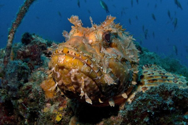 Скорпена Черноморская ядовитая