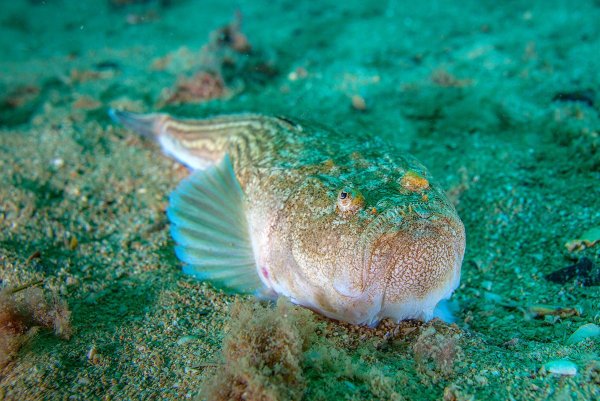 Черноморская рыба Звездочет