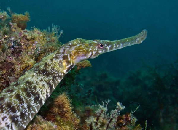 Черноморская Пухлощёкая рыба-игла