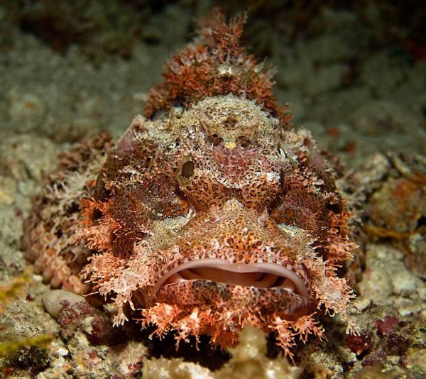 Черноморская скорпена-ёрш