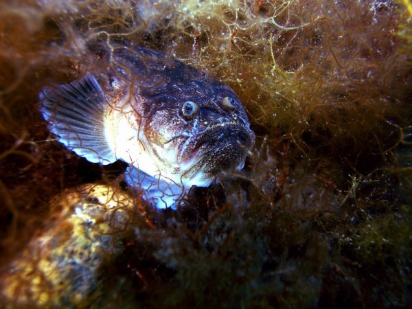 Черноморская рыба Звездочет