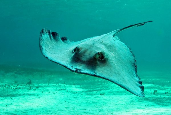 Хвостокол морской кот