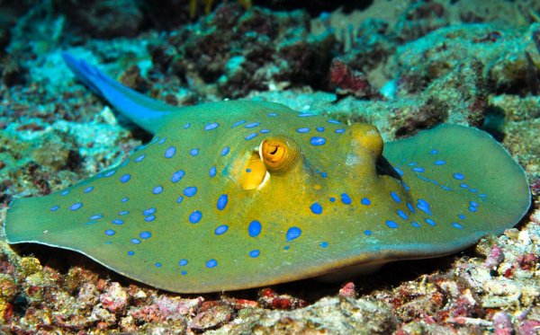 Скат хвостокол красное море