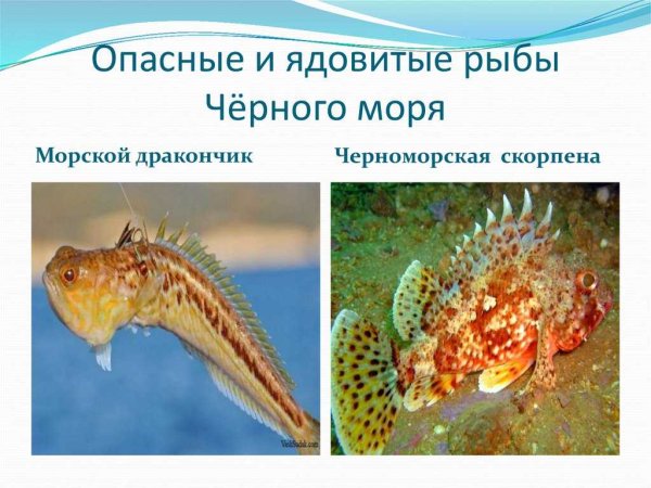 Рыбы чёрного моря названия