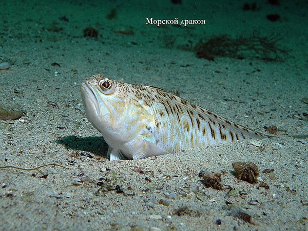 Морской дракончик (морской Скорпион)