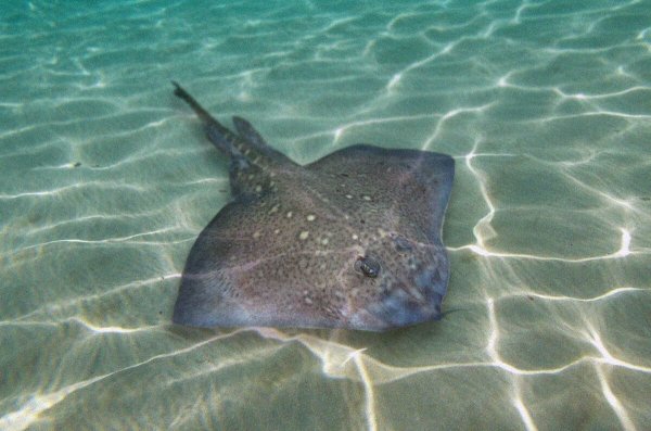 Скат-хвостокол в черном море