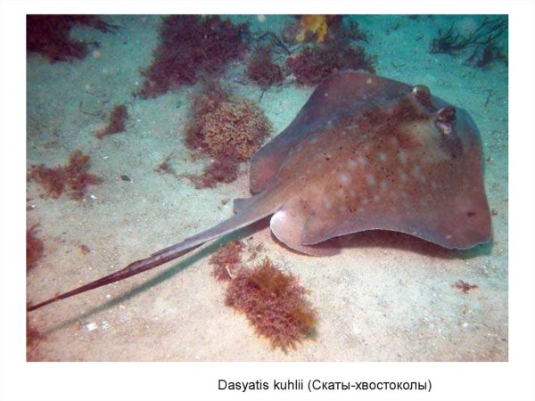 Черноморский Скат хвостокол