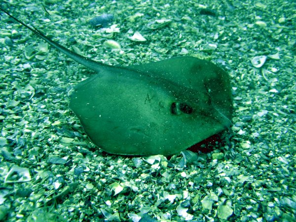 Скат Черноморский