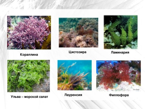 Растения черного моря