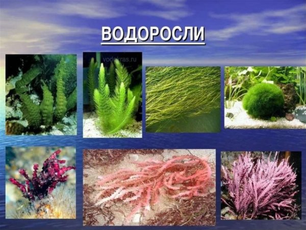 Виды водорослей