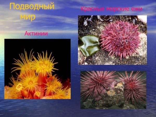 Растения морей и океанов для детей