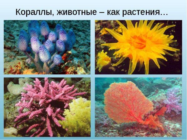 Растения морей и океанов для детей