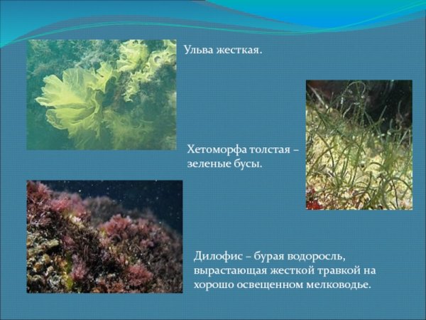 Растительность Азовского моря