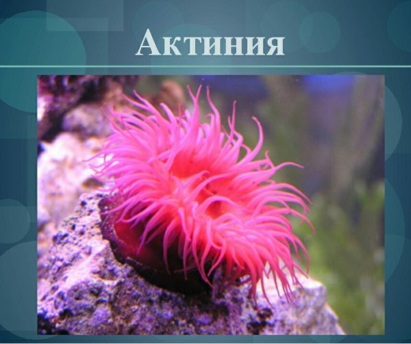 Актиния в черном море