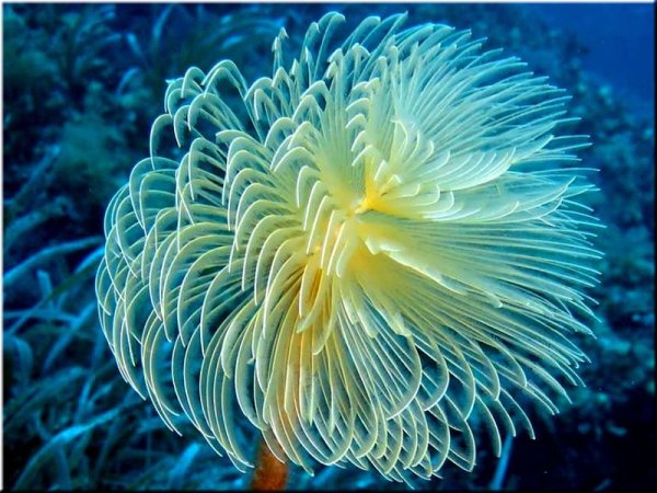 Актинии и морские лилии