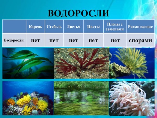 Разнообразие растений водоросли