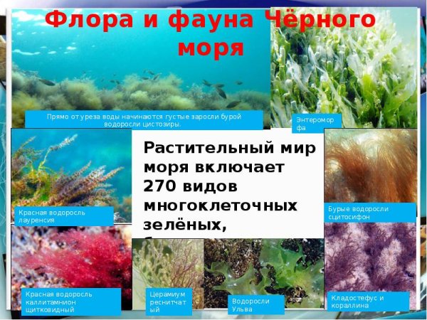 Доклад на тему черное море