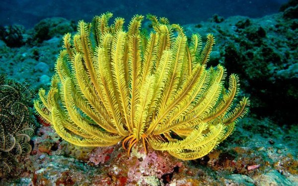 Иглокожие морская Лилия