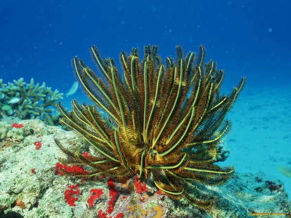 Морские лилии Атлантический океан