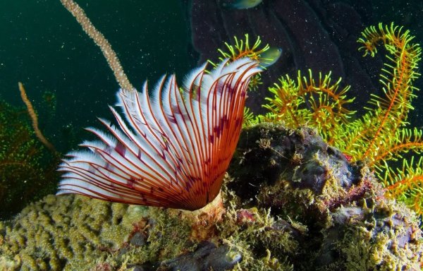 Морская Лилия бесстебельчатая