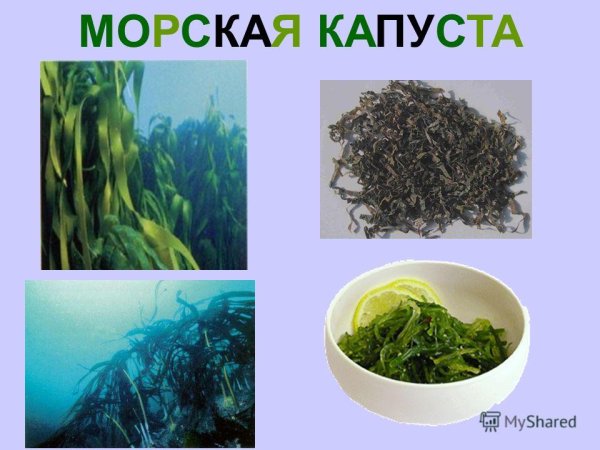 Морская капуста растение