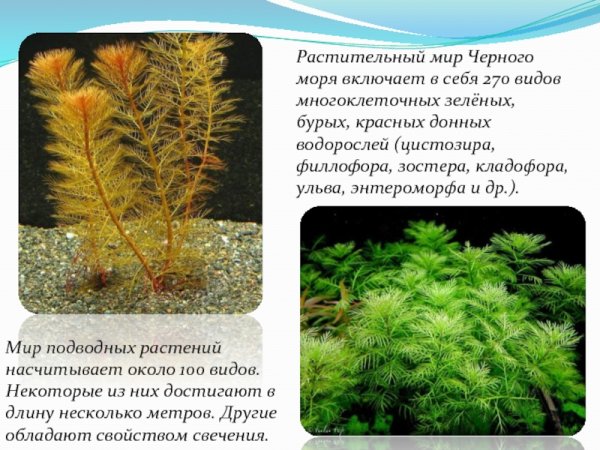 Растения черного моря