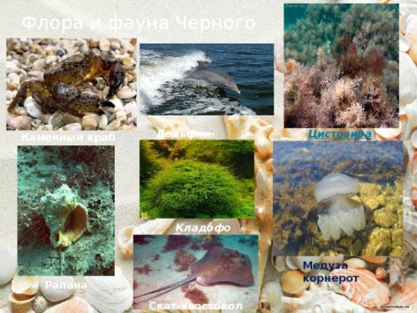 Флора и фауна черного моря