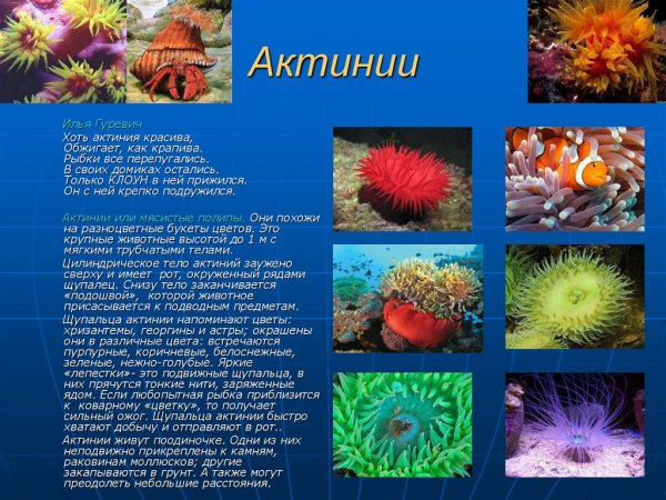 Представитель коралловых полипов актиния