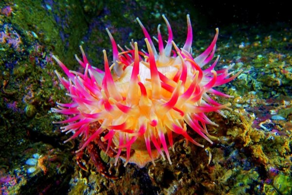 Морская анемона актиния