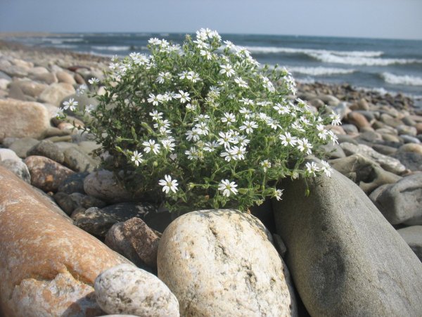 Камнеломка Байкальская