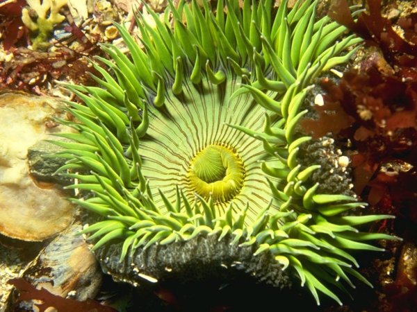 Анемон актинии зеленая