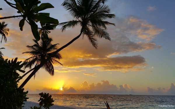 Море пальмы